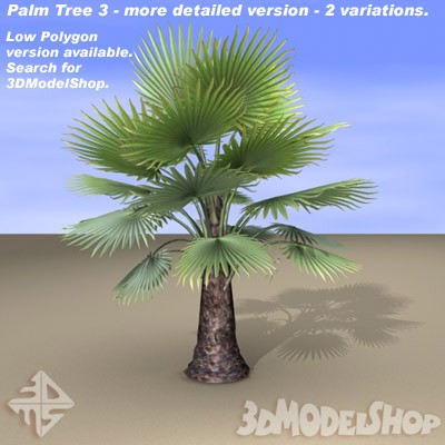 Palm Tree 03 Main Image
