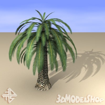 Palm Tree 02 Main Image