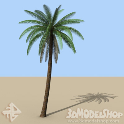 Palm Tree Model